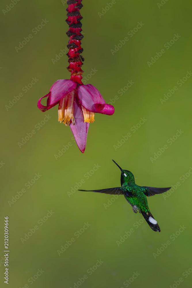 Fototapeta premium Male purple-bibbed whitetip flies below banana flower