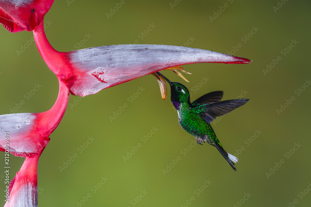 Fototapeta premium Male purple-bibbed whitetip hovers drinking below heliconia
