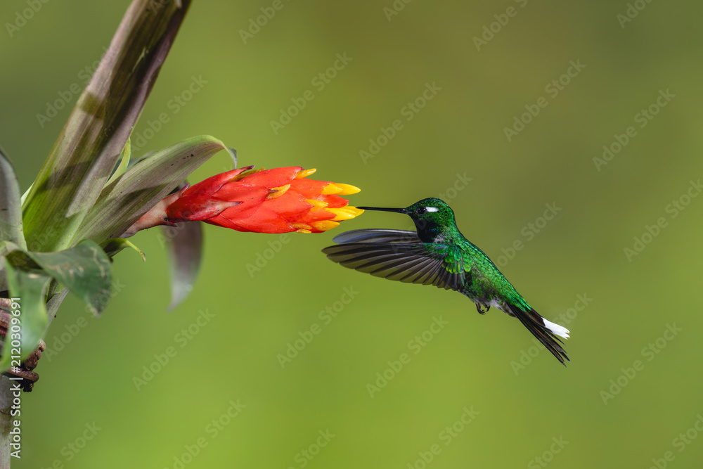 Fototapeta premium Male purple-bibbed whitetip hovers drinking from flower