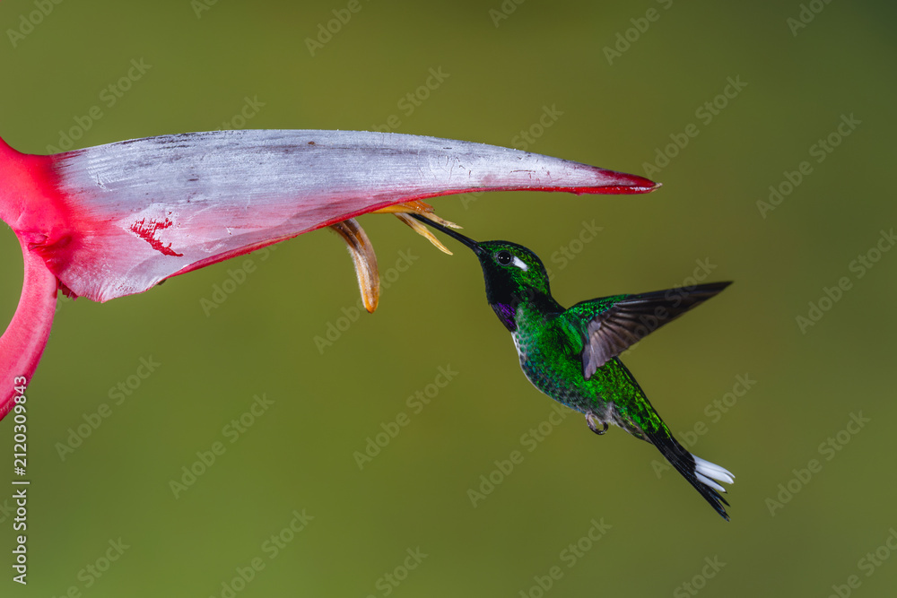 Fototapeta premium Male purple-bibbed whitetip hovers drinking under heliconia