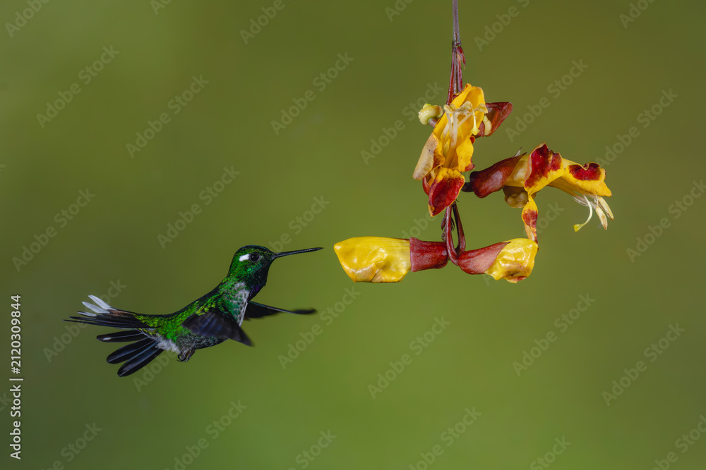 Fototapeta premium Male purple-bibbed whitetip hovers near Mysore trumpetvine