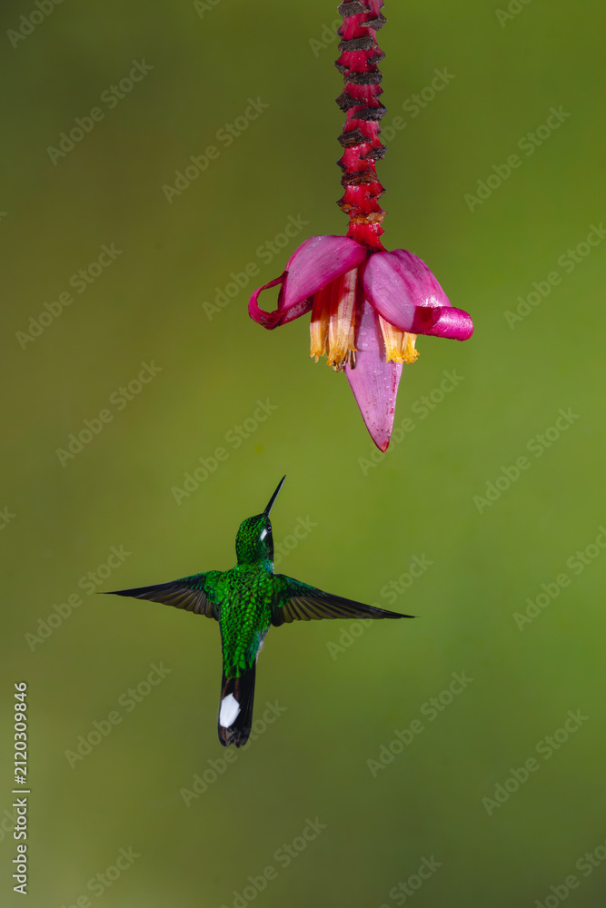 Fototapeta premium Male purple-bibbed whitetip hovers under banana flower