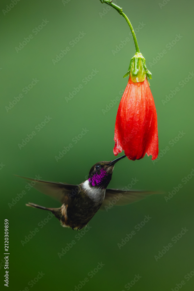 Fototapeta premium Male purple-throated woodstar hovers below red flower