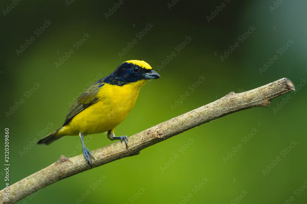 Fototapeta premium Male thick-billed euphonia watches camera from branch