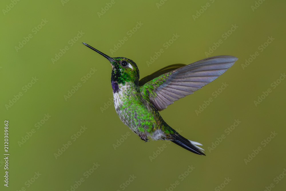 Fototapeta premium Male purple-bibbed whitetip hovers with green background
