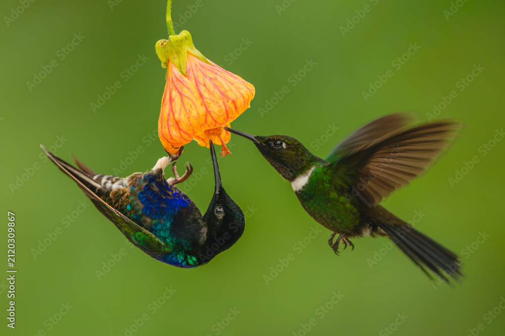 Fototapeta premium Male velvet-purple coronet and gorgeted sunangel drinking