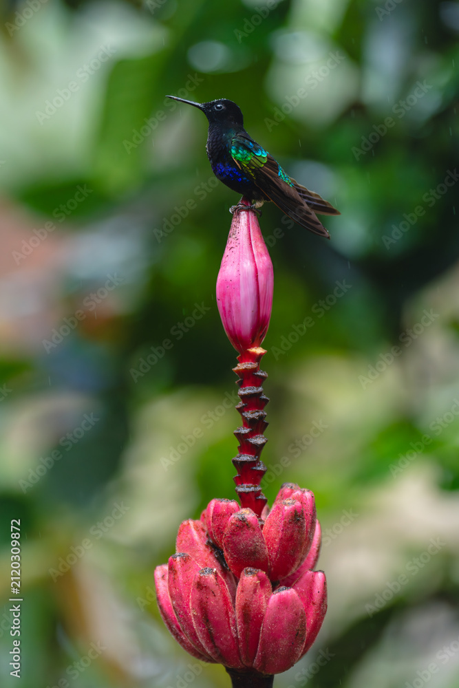 Fototapeta premium Male velvet-purple coronet atop banana flower bud