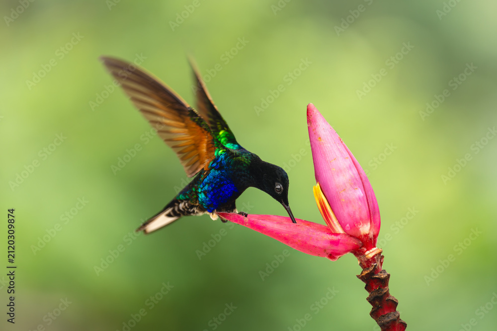 Fototapeta premium Male velvet-purple coronet drinks from banana flower