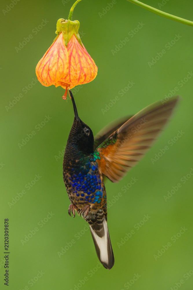 Fototapeta premium Male velvet-purple coronet drinks from pink-and-orange flower
