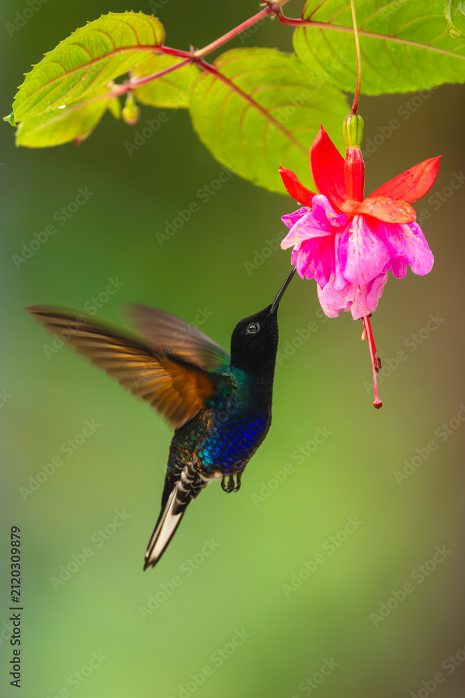 Fototapeta premium Male velvet-purple coronet drinks from purple flower