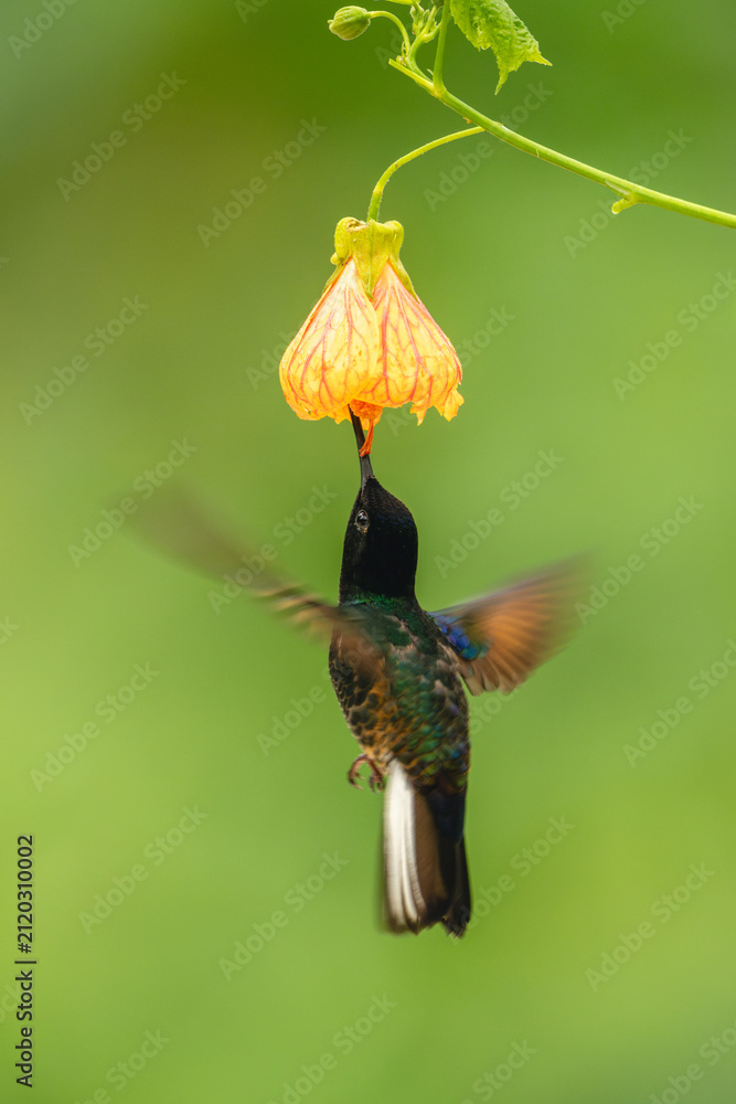 Fototapeta premium Male velvet-purple coronet feeds on pink-and-orange flower