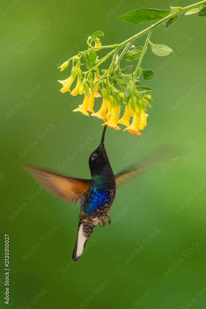 Fototapeta premium Male velvet-purple coronet feeds from yellow flower