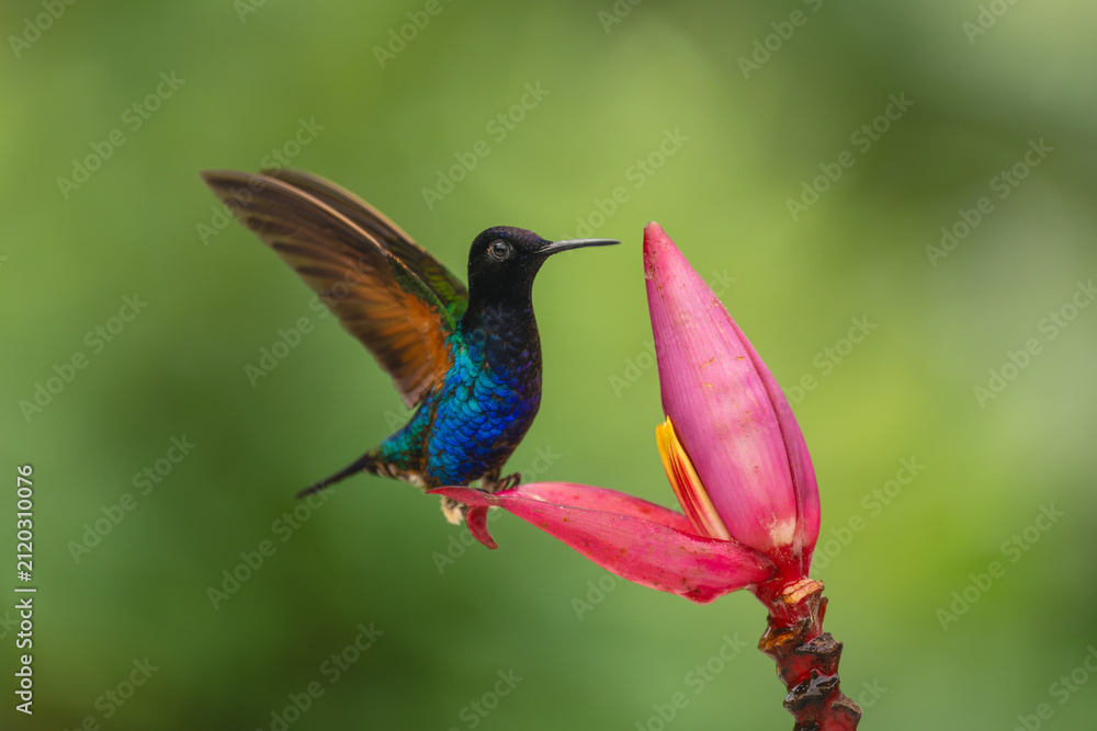 Fototapeta premium Male velvet-purple coronet flapping wings on flower