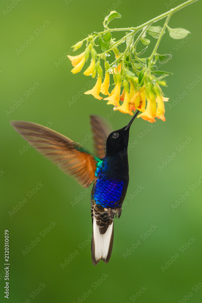 Fototapeta premium Male velvet-purple coronet drinks from yellow flowers
