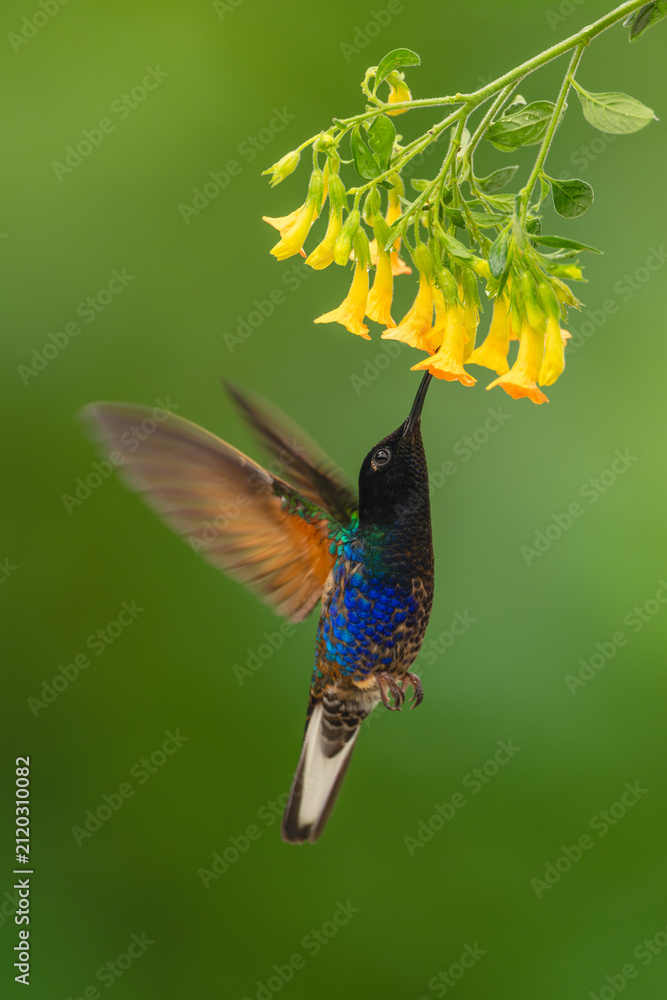 Fototapeta premium Male velvet-purple coronet feeds on yellow flower
