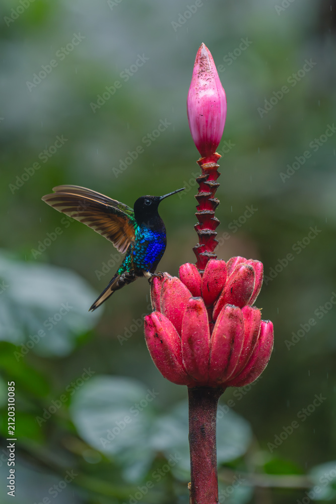 Fototapeta premium Male velvet-purple coronet flaps wings on flower