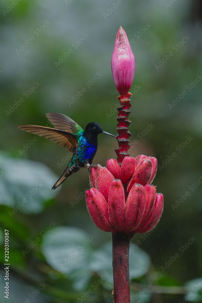 Fototapeta premium Male velvet-purple coronet halfway up banana flower