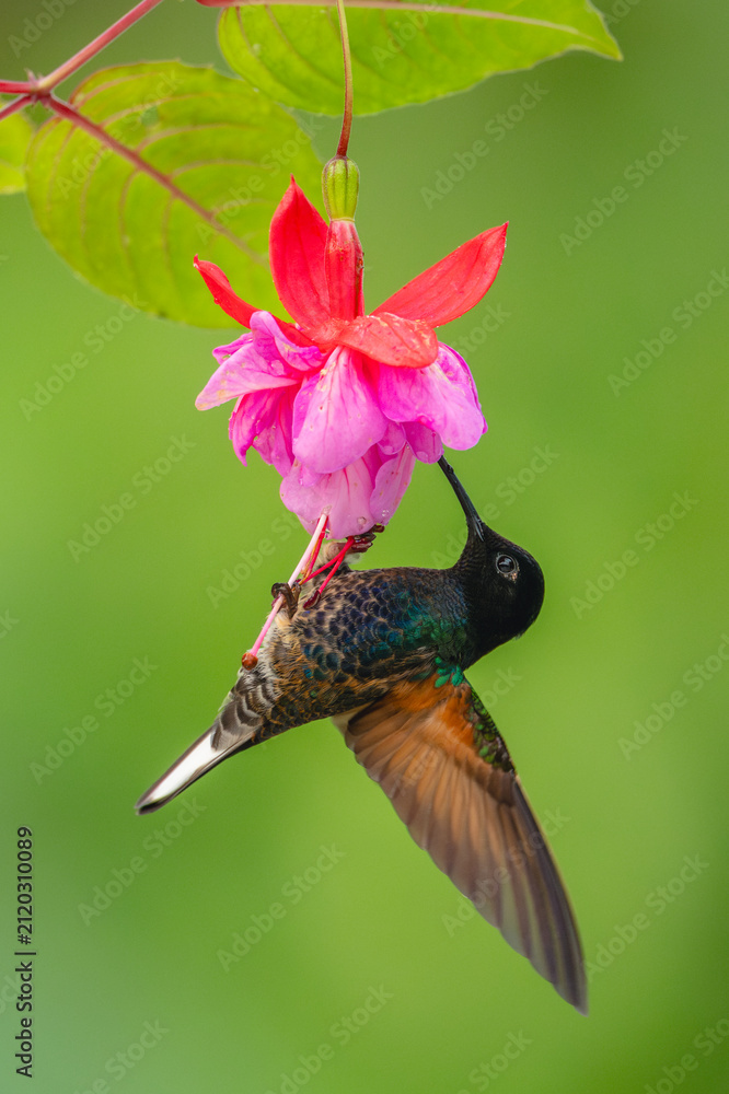 Fototapeta premium Male velvet-purple coronet hangs from purple flower