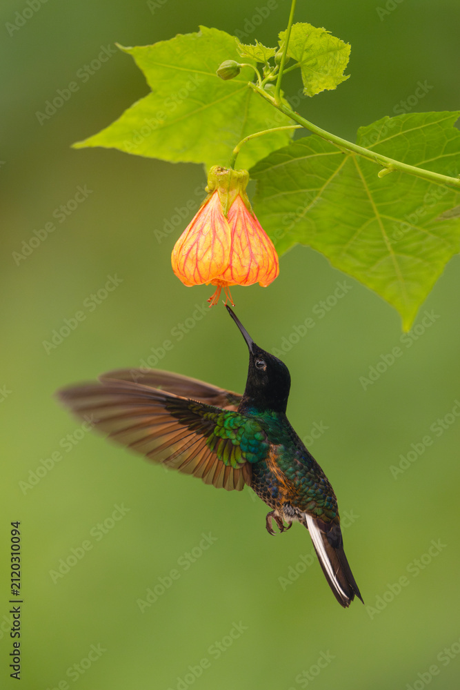 Fototapeta premium Male velvet-purple coronet flutters drinking from flower