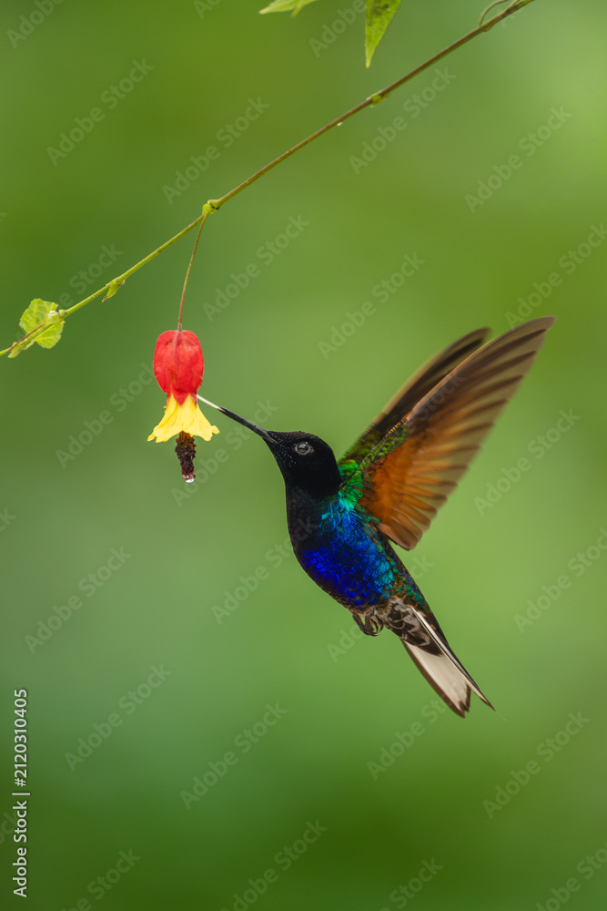 Obraz premium Male velvet-purple coronet raises wings licking flower