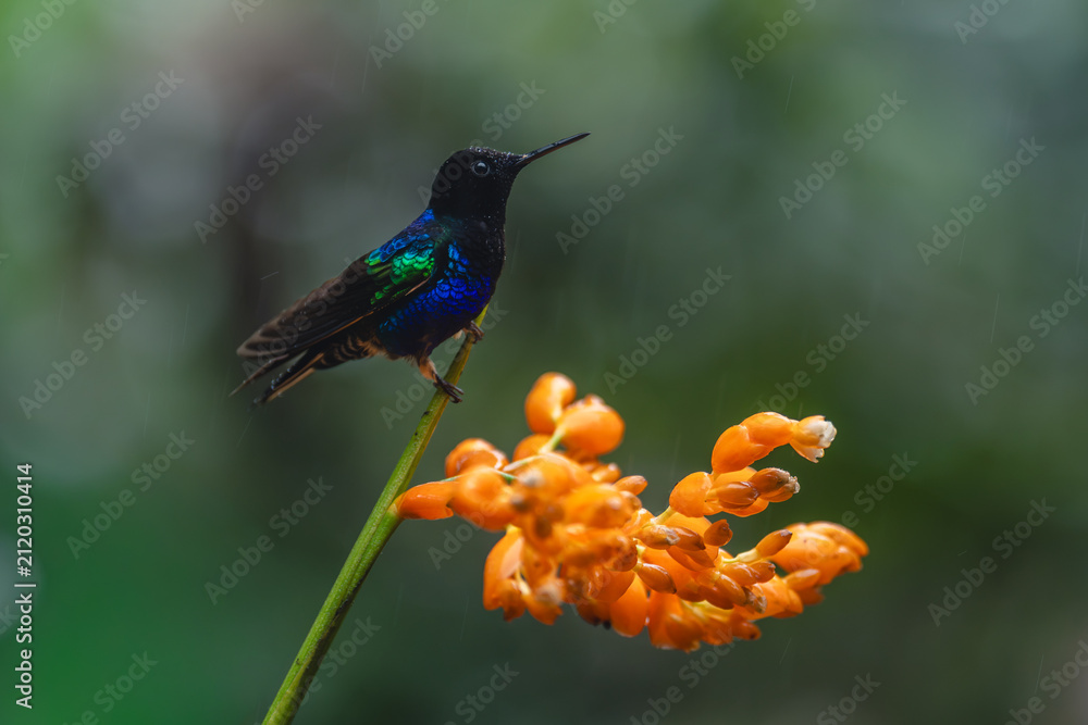 Obraz premium Male velvet-purple coronet perches on orange flower