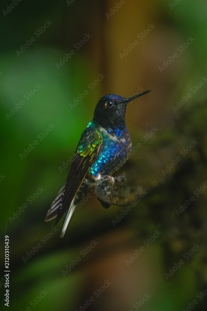Fototapeta premium Male velvet-purple coronet on branch in rain