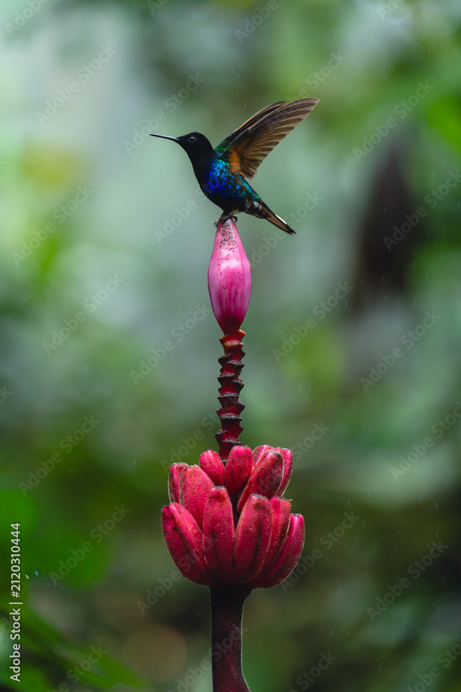 Fototapeta premium Male velvet-purple coronet raises wings on flower
