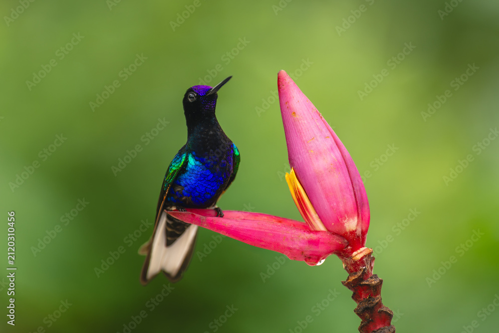 Fototapeta premium Male velvet-purple coronet on banana flower petal