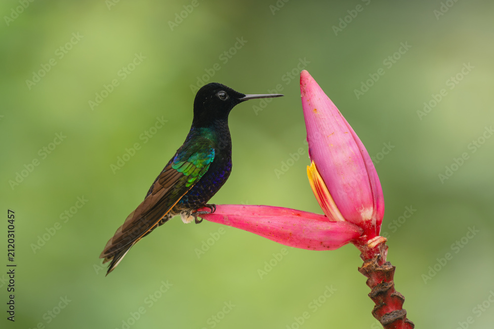 Fototapeta premium Male velvet-purple coronet on flower in profile