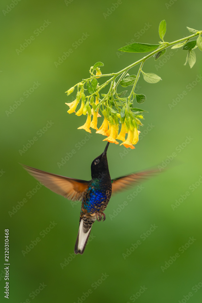 Fototapeta premium Male velvet-purple coronet spreads wings under flower