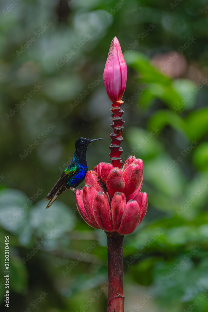 Fototapeta premium Male velvet-purple coronet on pink banana flower
