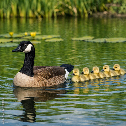 Greylag Goose bird animal scient. name Anser anser AI generated