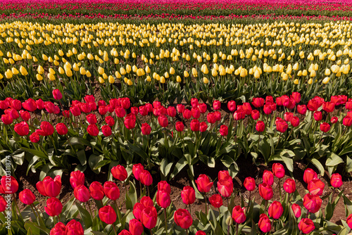 Tulip Rows