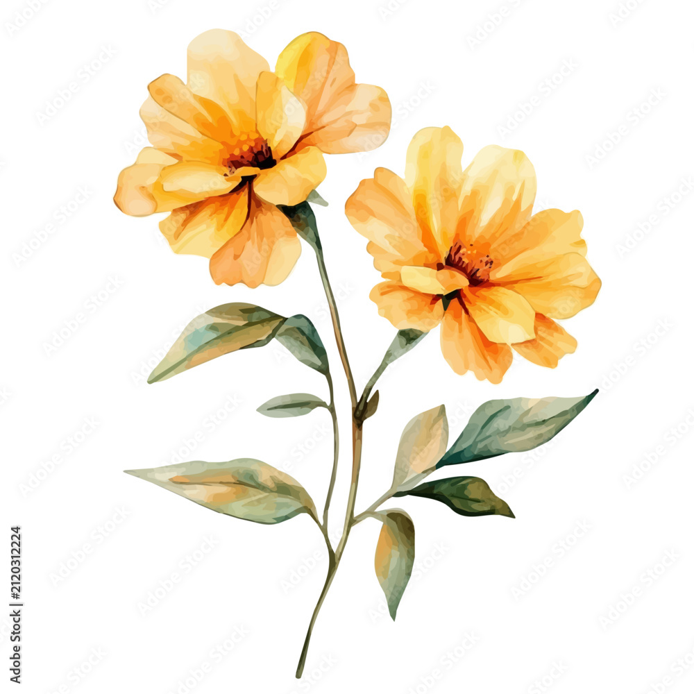 Fototapeta premium Marigold Branch, vibrant watercolor vector illustration with flowing and detailed brush strokes, isolated on a white background.
