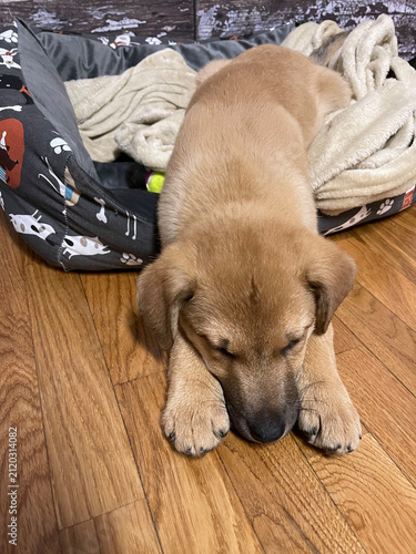 Sleeping mixed breed puppy resting on a wooden floor beside a dog bed
