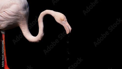 Beautiful pink flamingo close up photo on dark background with drops of water from the beak