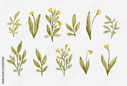 Watercolor botanical leaves collection with delicate meadow plants. Natural hand painted elements feel fresh and elegant and perfect for floral designs.