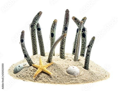 Garden eels on sand.