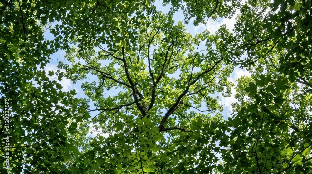 Obraz premium Canopy of Green: A majestic tree's branches and lush green leaves reach towards the sky, forming a dense canopy that filters the sunlight, creating a serene and natural ambiance.