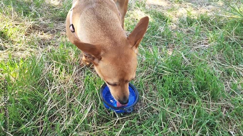 Dog drinking water from blue bowl outdoors on grass, pet care.