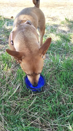 Dog drinking water from blue bowl outdoors on grass, pet care.