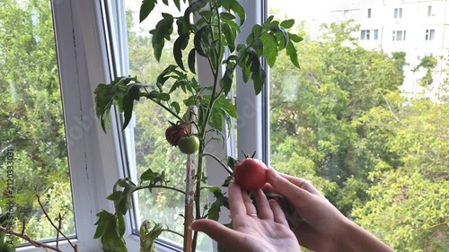 Hands picking ripe red tomato from plant on bright windowsill with city view in background.