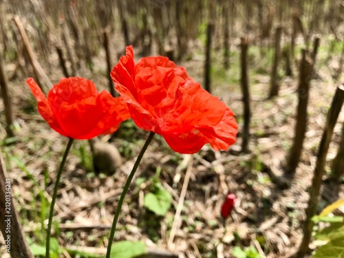 Side close-up of two late blooming poppy flowers growing on a bare agricultural field in the Swiss countryside. Vibrant red blossoms create a striking contrast against the softly blurred background.