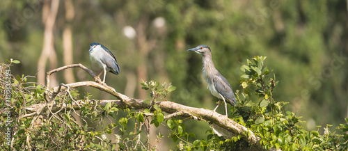 Foto Adult and juvenile black-crowned night herons (Nycticorax nycticorax) perched on a branch at Tra Su Sanctuary, Vietnam
