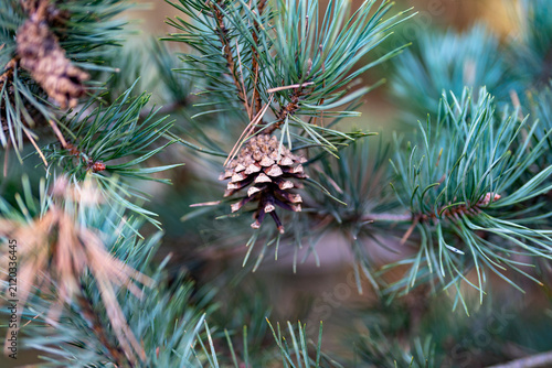 Konstfotografi Pine cone on a coniferous tree branch