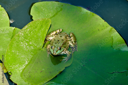 Canvas Print Green frog resting on vibrant lily pads in a pond