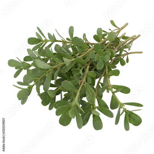 Freshly harvested green purslane plant with succulent leaves and reddish stems on a clean white background.