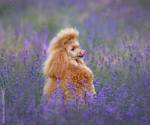 Obraz na plátně Apricot poodle in a blooming lavender field