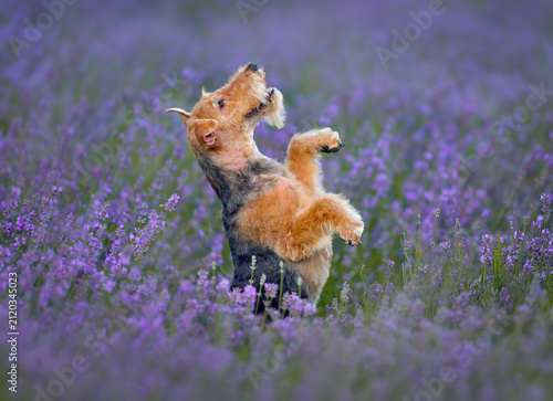 Fotografie Beautiful Lakeland terrier dog in lavender