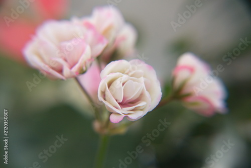 Blossom of Geranium Zonal, Pelargonium hortorum with gentle light-pink flowers, ornamental and medicinal plant